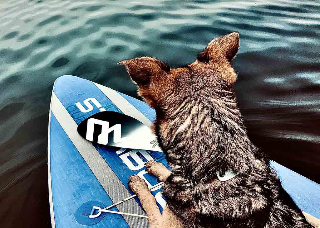 SUP mit Hund